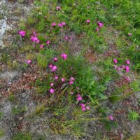Gartenansichten